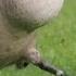 Goose Chasing People Funny Geese Attack Compilation
