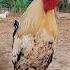 Beautiful Rooster Crowing Sound In Village Morning Chicken Murga Ayam