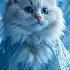 Elsa Cat Sings Let It Go On Her Icy Throne Pure Magic Letitgo Elsafrozen Elsa Frozen