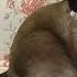 Cats Chasing Their Own Tails