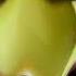 The Gummy Bear Song Long English Version In G Major 230