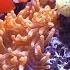 Under The Sea Ocean Animal Moves FREE RESOURCE