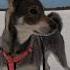 Jämthund Huntingdog Chien Perro Koer Pies Hund собака Dog Koira क त त Finland Cute
