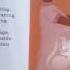 Shine A Light Series Secrets Of Animal Camouflage The Human Body