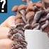 What S The Deal With Mushroom Coffee