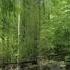 Sounds Of Nature Звуки природы Звуки леса Лесные птицы и шум ручья для сна и снятия стресса
