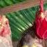 Funny Chickens Move To The Music Nhạc Nền DJ NEVER DIE 8888