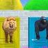 Long Slide Game With Elephant Gorilla Buffalo Hippopotamus Tiger 3d Animal Game Funny 3d Animals