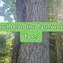 South Carolina Paulownia Trees Paulownia Trees Biochar Wood Lumber
