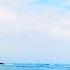 Buddy And The Ocean Cutedogvideos Toypoodle