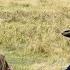 Chief Sitting Bull Meets With Colonel Nelson Miles Bury My Heart At Wounded Knee 2007