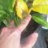 Diffenbachia Tips Backups