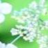 Palaraga Second Chance Www Palaraga Com