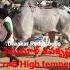 High Temper Bull Desi Ongole Ongolebulls Kilari