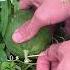 The Melon Grows To The Size Of A Fist And A Toothpick Is Inserted Here To Prevent It From Cracking