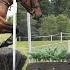 FLYING FALLING Eventing 2 Horses In 1 Day