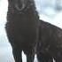 Legendary Dog The Call Of The Wild Камин EMIN JONY Slowed Reverb Shorts