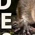 Weird Animals Of Australia Why Down Under Is So Unique
