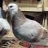 Merpati Tinggian Temanggung Merpati Pigeon Shorts Birds