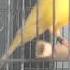 ПЕНИЕ КЕНАРА ПРОДОЛЖАЕМ ОБУЧЕНИЕ ЕСТЬ РЕЗУЛЬТАТ Птице 4 месяца Русская канарейка Овсян напев