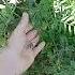 Hairy Vetch Vicia Villosa