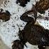 Frogs And Lizards Make You Laugh Catch The Last Big Frog Hahaha Catch Frog Tep Longheng Funny