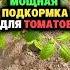 Мощная подкормка для томатов огород секреты дача сад удобрение урожай