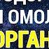 Настрой Сытина Божественное Оздоровление и Омоложение Организма Версия с Музыкой