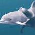 Dolphin Vs Whale Bottlenose Dolphin Vs Blue Whale