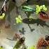 Beautiful Male Gappy Fishes Vlog Part 7 Shorts Shortfeed Guppyfish