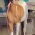 Rani Horse Horsecare Horsetrack Horselove Ashvprem Shokh Kathiyawadihorse Marvarihorse