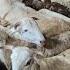 Qurbani Ke Bade Janwar In Nampally At Hilal Farm Guntur Mende Available In Nampally Bazarghat