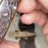 Trending Pocketknifes Vintage Edc Blade Knifegallery