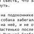 Краткое содержание Барбос и Жулька Куприн