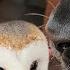Mr Chun S Summer Migration Under The Control Of Luna The Panther ENG SUB