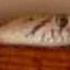 Sneaky Snake