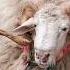 म ढ प लन पश धन Sheep Animal Shorts श तकर Sheep Anime म ढ Milk Dairy Sheepfarming Goat