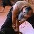 Knife Movements In Kalaripayattu