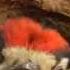 Птенец дятла Woodpecker Nestling In Moscow Region
