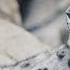Risking It All To Save The Ghost Of The Himalayas Guardians BBC Earth