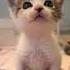 Suds The Kitten Has A LOT To Say