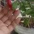 Gulay