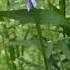 MyNature Apps Identifying Cow Vetch Vicia Cracca