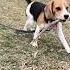 палка вместо сигары Бигль Лекса 1 год Beagle бигль Puppy щенок собака Dog Pets Doglife