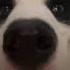 Bordercollielove Pets Bordercollieworld Bordercollie Perte Puppy Love Cane Doglover Cani