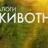Оригинал Заставка программы Диалоги о животных Россия 1 2011 2017