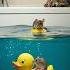 Mouse Trapped Between Cat And Piranha No Way Out