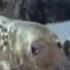 Seal Population Attracting Great White Sharks BBC Earth