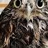 A Girl Found A Baby Owl Hiding In Her Rooftop And Then Owl Animals Shorts