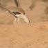 Great Indian Bustard Wildlife Viralshort Birdlovers Birds Helpwildlife Eagles Love